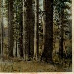 Senora - Standard Lumber Company