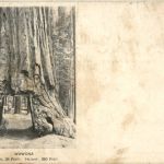 Wawona