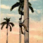 Cuba - Climbing the Palm