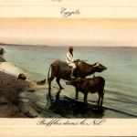 Egypt - Buffles dans le Nil