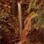 Shanklin Chine - Isle of Wight
