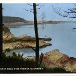 Guernsey - Pine Forest