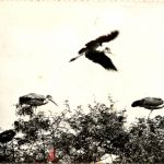 Niger - Faune