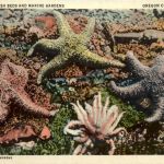 Oregon - Star fish