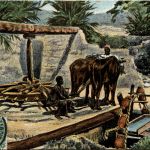 Egypt - Agriculture