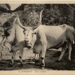 San Gimignano - Casa rustica