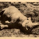 Rhino a double corne