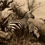 Zebra and Eland