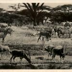 Nairobi Moubasa - Zebra