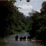 Thailand - Elephants