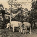 Environs de Vichy, et Cusset Les Malavaux, Plateau de la Couronne