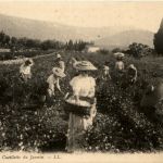 Grasse, La Ceilette du Jasmin