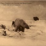 Missions Nord Canada Polarbear