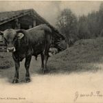 Kuh - Beef