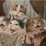 Katzen