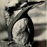 Australia - Kookaburra - Snake