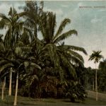 Singapore - Botanical Gardens