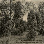 Wacholderwildland auf dem Dornbruch zwischen Hilchenbach Müsen und Brachthausen