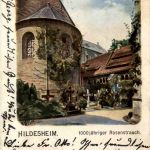 Hildesheim, 1000 jähriger Rosenstrauch