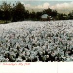 Bermuda - Outerbridge Lily Field