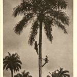 Nigeria - Climbing Oil Palms