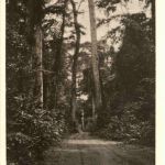 Nigeria - A Motor Road through the Forest