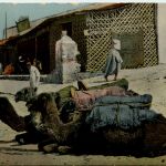 Tangier - Camels at Soko