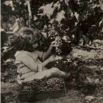 Französische Weinernte 1920 - Wine