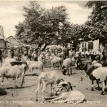 Nigeria - Fulani cattle Lagos Market