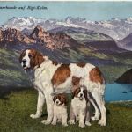 Bernhardinerhunde auf der Rigi-Kulm