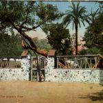 Mataria - The Virgins Tree - Egypt