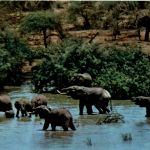 Kenia - Elephants