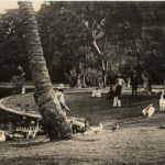 Alexandria - Nouzha arden