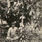 Dahomey - Un cocaoyer