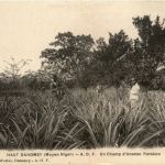 Dahomey - Un champ d Ananas Parakou