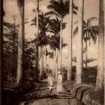 Madagascar - Les cocotiers de Tamatave