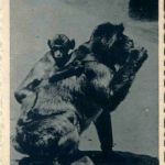 Affen - Monkey