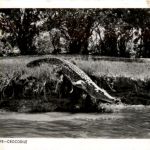 African Wild Life Crocodile