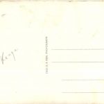 African Wild Life Crocodile