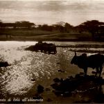 Eritrea - Armento di Zebu