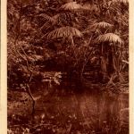 Marigot dans un sous-bois