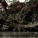 Kamerun . Pont de Lianes