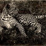 Afrique Noire - Jeune panthere