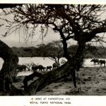 A Herd at Kandetcha - Royal Tsavo National Park