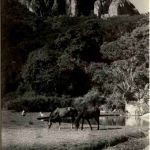 Rhodesia - Leopard Rock