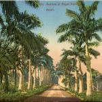 Nigeria - Aburi - Avenue of Royal Palma