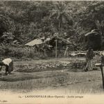 Lastoursville Ogooue - Jardin potager