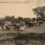 Congo - Troupeau de la Mission a Brazzaville
