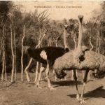 Madagascar - Autruches