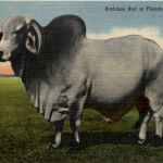 Brahman Bull